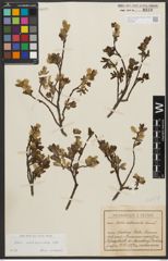 Foto von Salix waldsteiniana Willd.